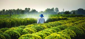 Woman Watering Plants
